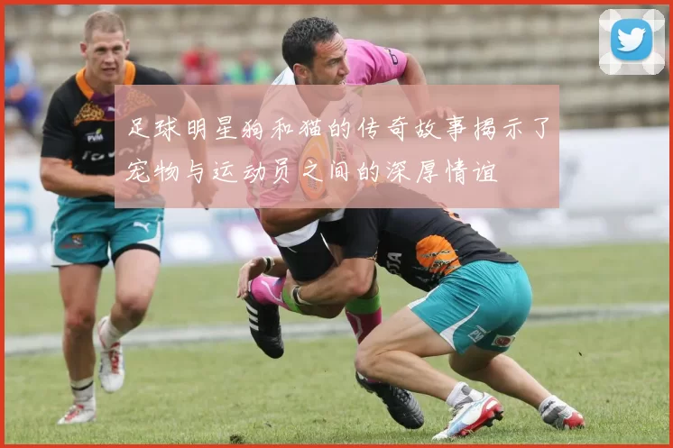 足球明星狗和猫的传奇故事揭示了宠物与运动员之间的深厚情谊
